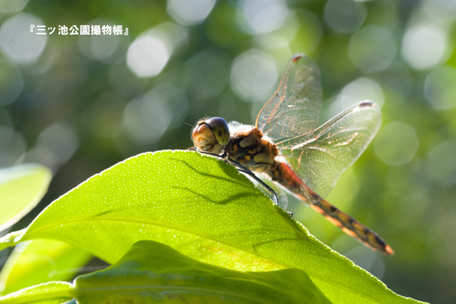 0043_2(アキアカネ).jpg