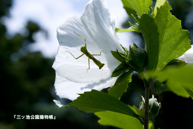 004a_花に潜む.jpg