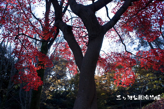 0106-1_花火.jpg