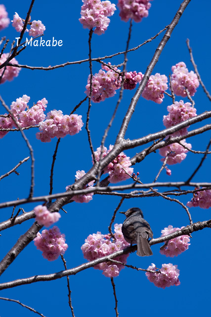 0208-2_★(T)ヒヨドリ.jpg