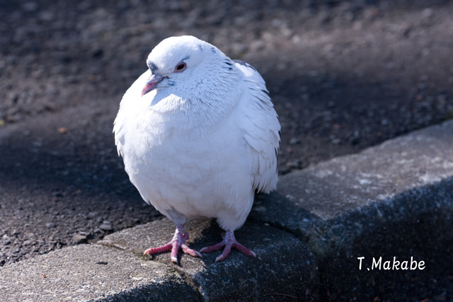 0209-1_★(T)ドバト.jpg