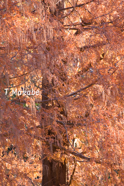三ッ池公園・メタセコイアの紅葉