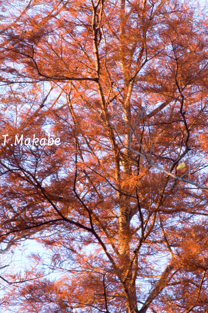 三ッ池公園・メタセコイアの紅葉