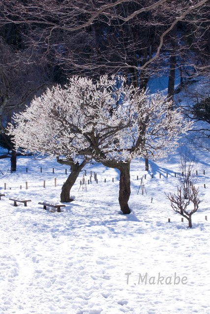 三ッ池公園の白梅・積雪