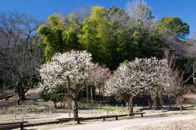 三ッ池公園の白梅.jpg