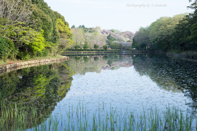 三ッ池公園・上の池の水面・新緑.jpg
