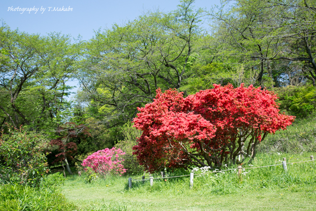 三ッ池公園のキリシマツヅジ.jpg