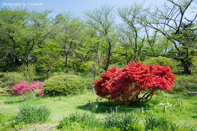 三ッ池公園の霧島躑躅.jpg