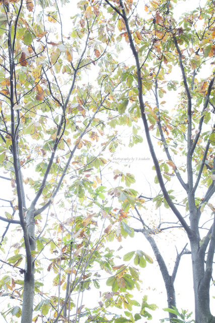 三ッ池公園の紅葉.jpg