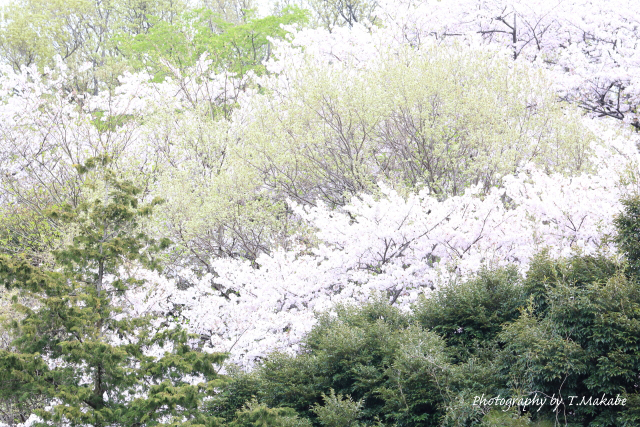 三ツ池公園の桜ソメイヨシノ.JPG