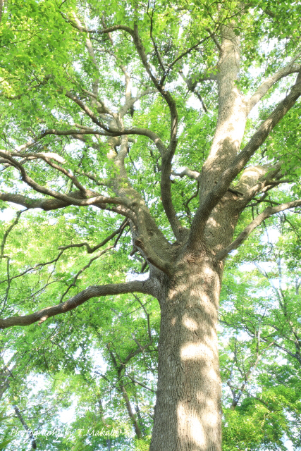 三ツ池公園の樹木新緑.JPG