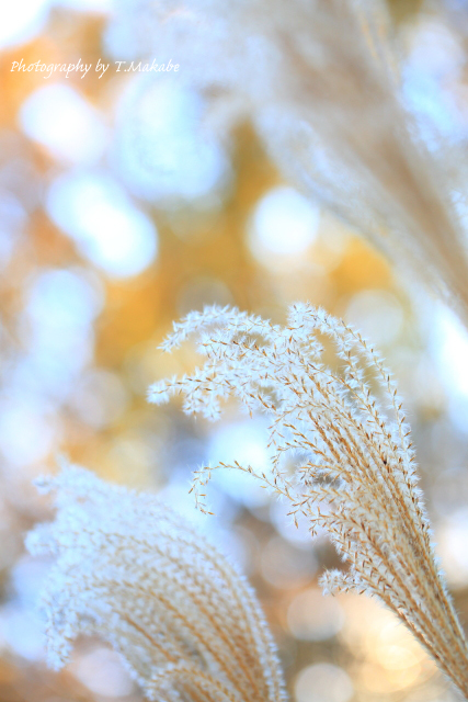 1751★_S6A7762.JPG