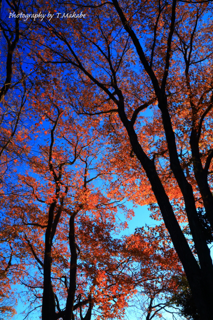1754★三ッ池公園の紅葉コナラ.JPG